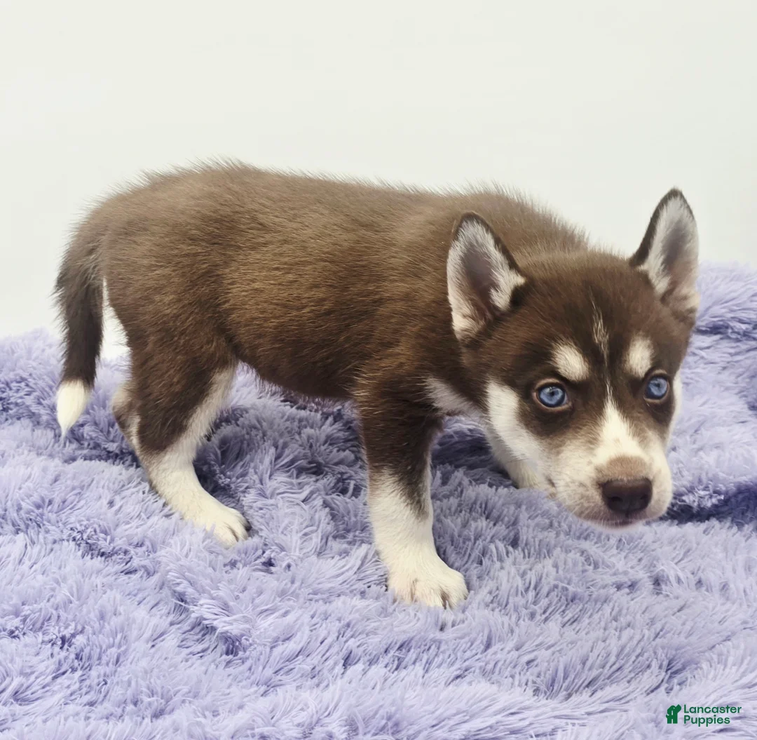 Siberian Husky dogs for sale: Chelsy - Ad 4