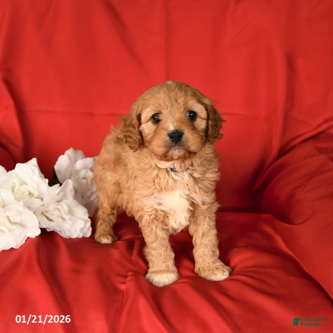 Cavapoo dogs for sale: Chunky - Ad 4