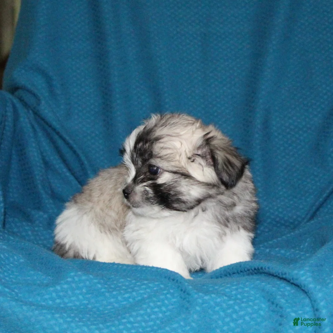 Malshi dogs for sale: Cleo - Ad 3