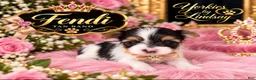 Yorkshire Terrier dogs for sale: Fendi | Yorkshire Terrier 5 - Ad 2