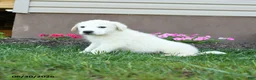 Maremma Sheepdog dogs for sale: Elvis - Ad 3