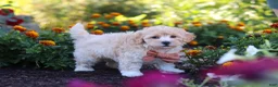 Havapoo dogs for sale: Benji - Ad 3