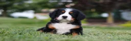 Bernese Mountain Dog dogs for sale: Queen - Ad 4