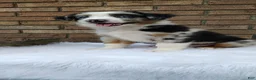 Australian Shepherd dogs for sale: Max - Ad 4