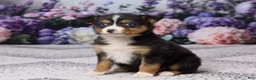 Miniature Australian Shepherd dogs for sale: Kendra - Ad 2