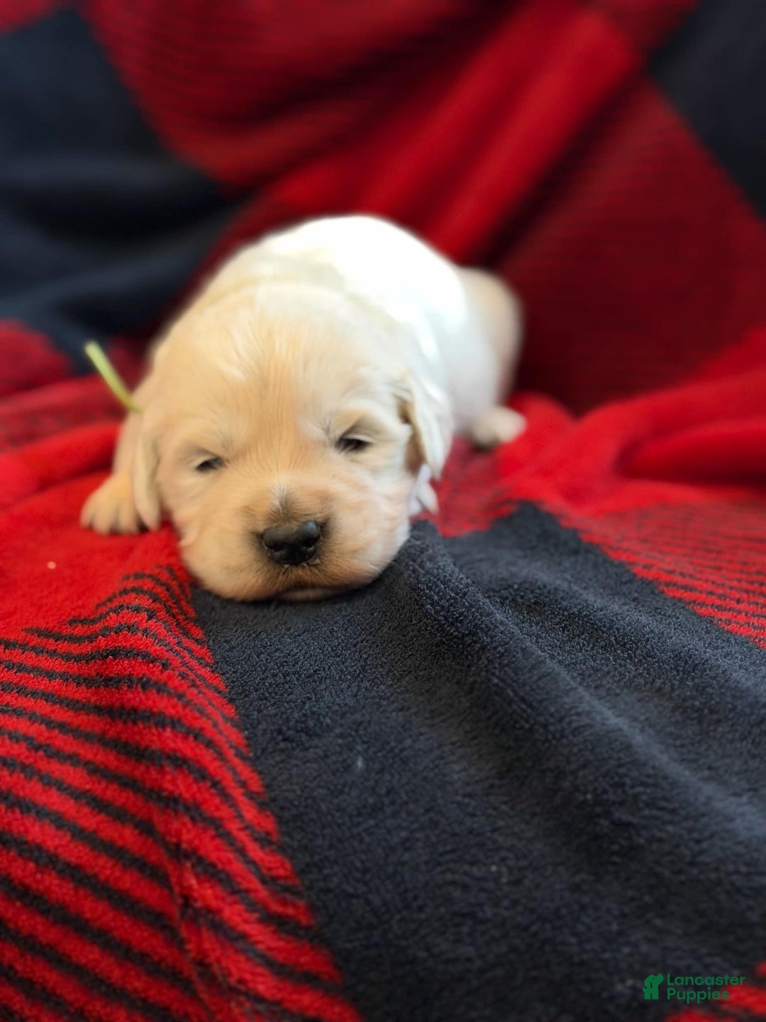 Golden Retriever dogs for sale: Hank - Ad 1