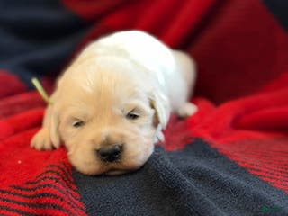 Golden Retriever dogs Hank - Ad 42