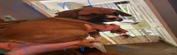 Boxer dogs for sale: Boxer 6 - Ad 2