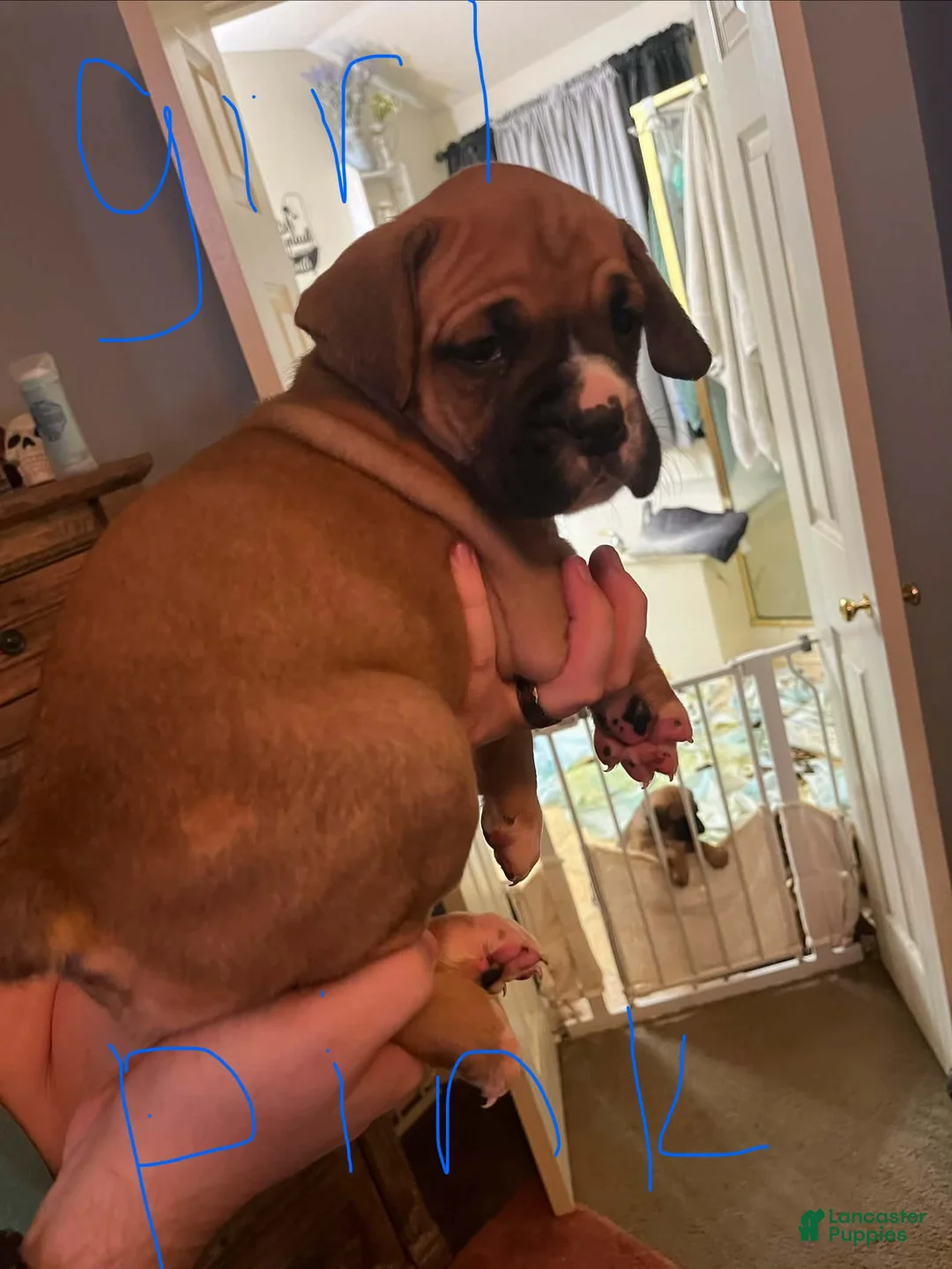 Boxer dogs for sale: Boxer 6 - Ad 2