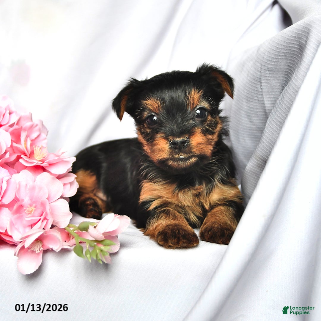 Yorkshire Terrier dogs for sale: Jade - Ad 1