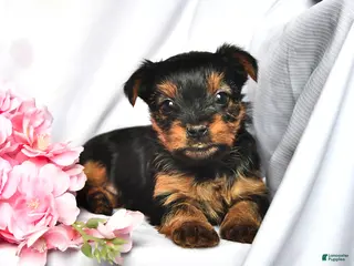 Yorkshire Terrier dogs Jade - Ad 23