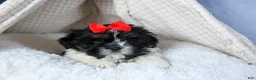 Shih Tzu dogs for sale: HENRY - Ad 12