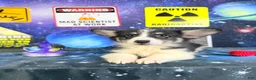 Welsh Corgi Pembroke dogs for sale: Eclipse  - Ad 1