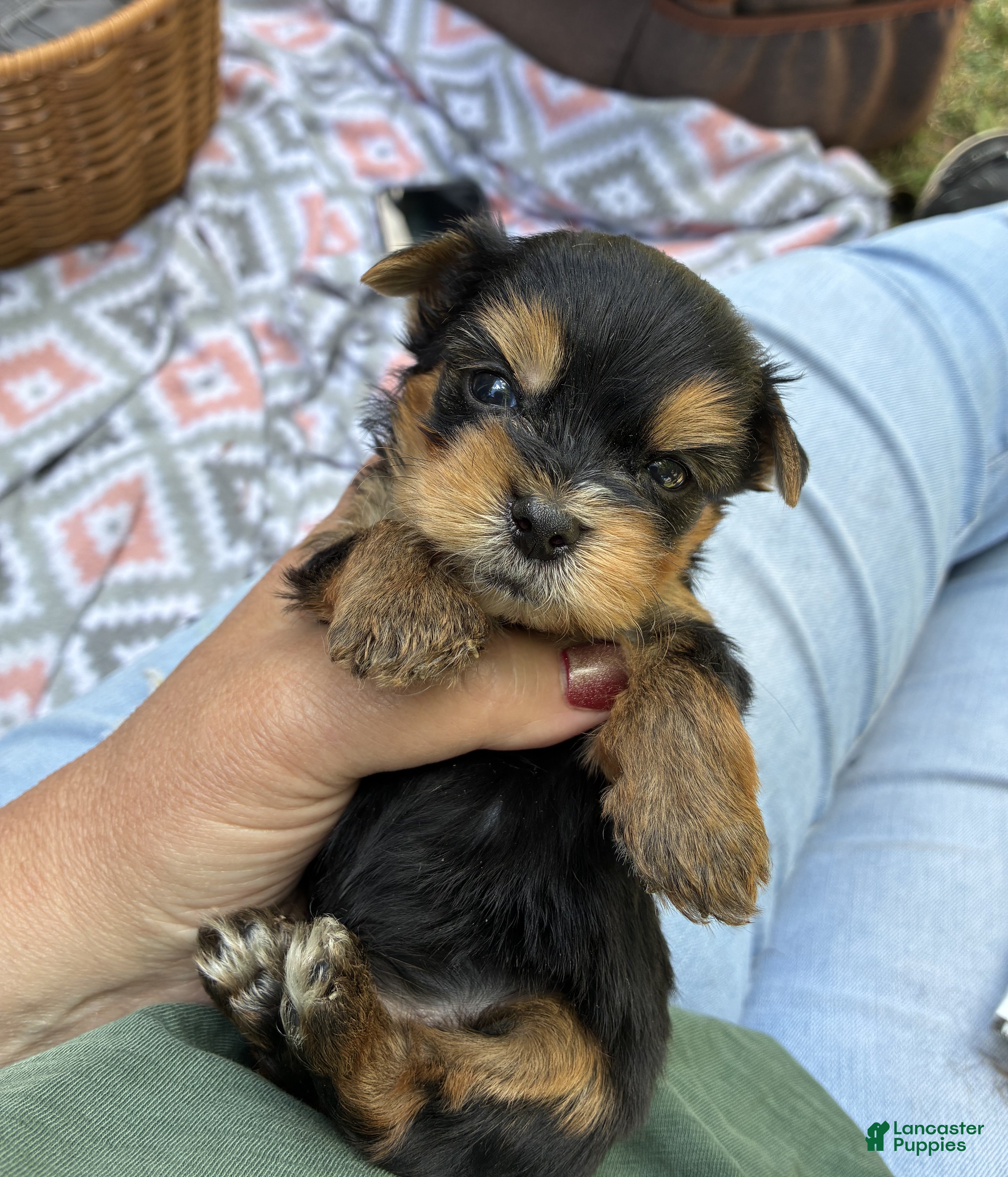 Yorkshire Terrier dogs Barry - Ad 1