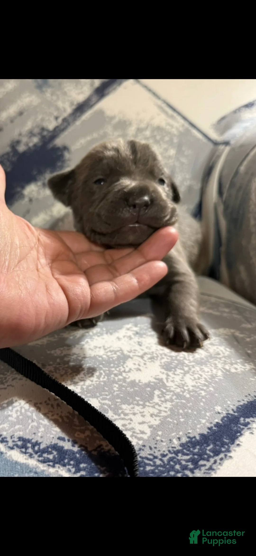 Cane Corso dogs for sale: Cane Corso Puppy 3 - Ad 4