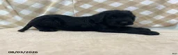 Giant Schnauzer dogs for sale: Billy - Ad 3