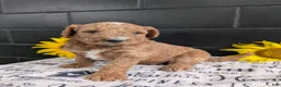 Goldendoodle dogs for sale: Lara  - Ad 8