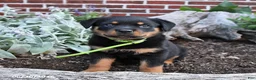 Rottweiler dogs for sale: Bliss - Ad 5
