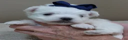 Maltese dogs for sale: Halo - Ad 4