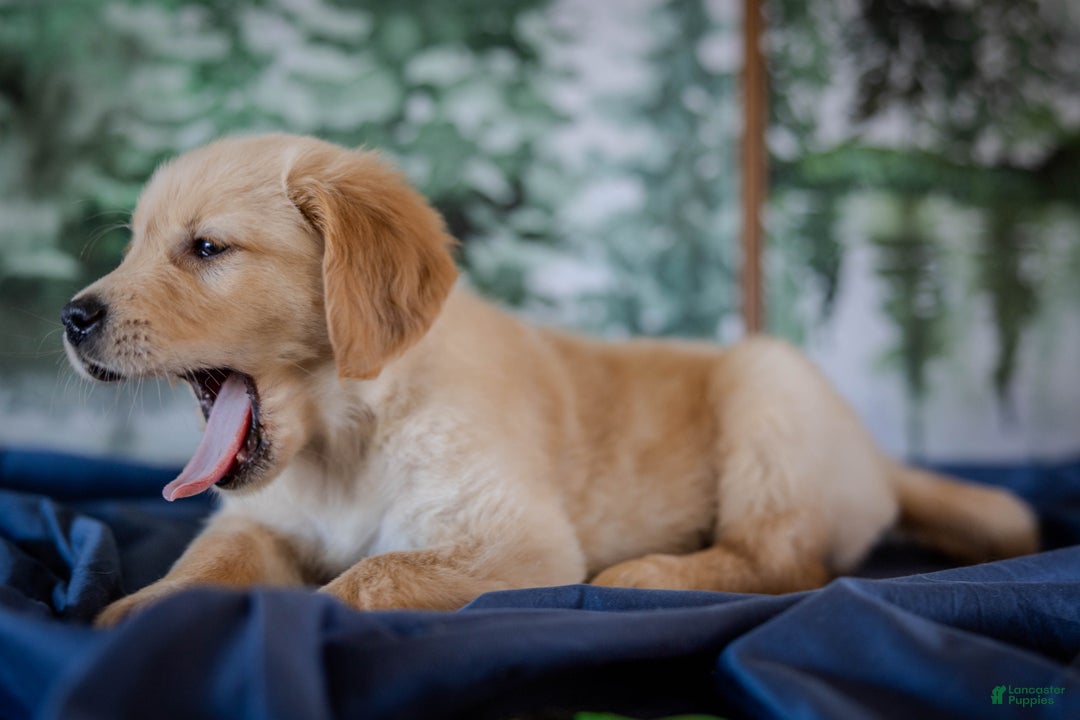 Golden Retriever dogs for sale: Green - Ad 8