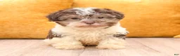 Havanese dogs for sale: Max - Ad 3