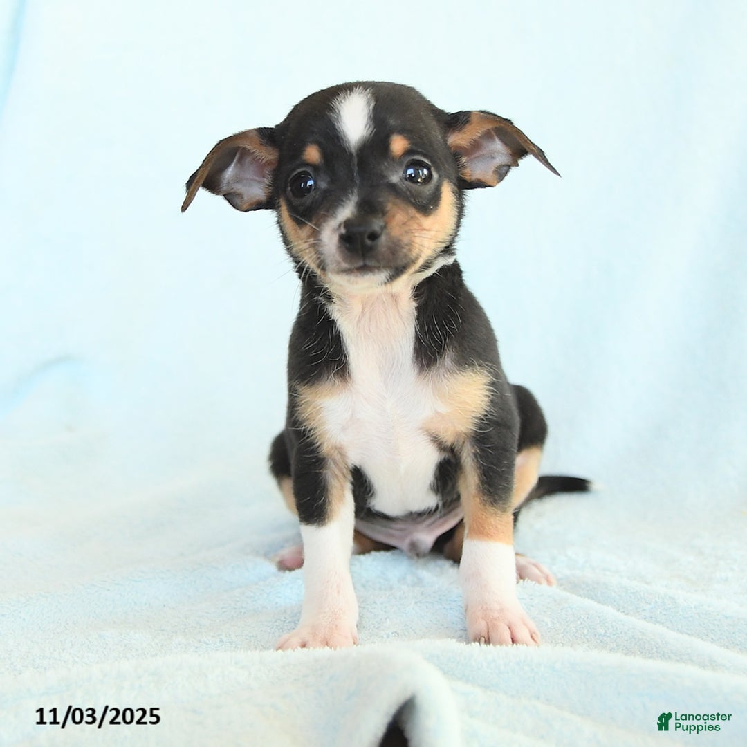 Chihuahua dogs for sale: Luke - Ad 3