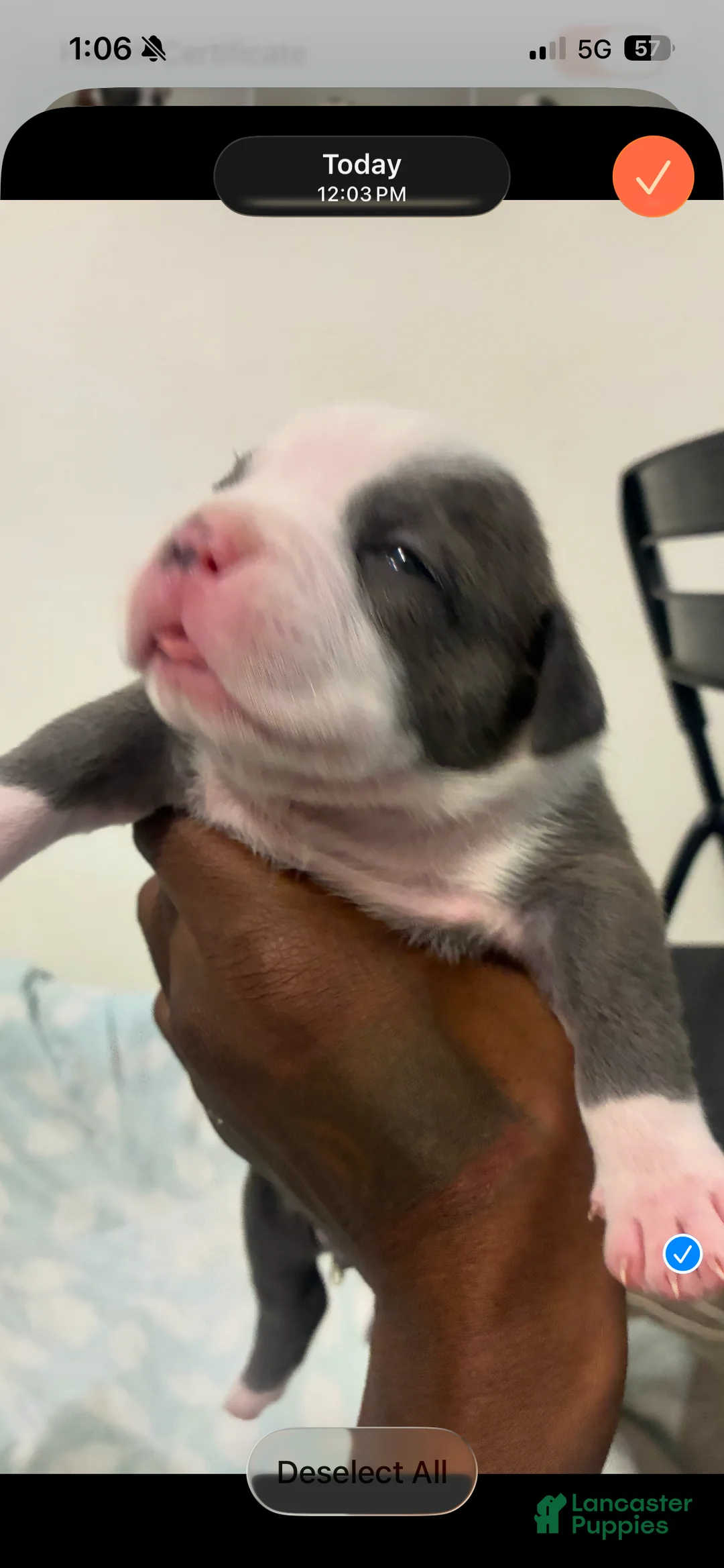 American Bully dogs for sale: American Bully 2 - Ad 2