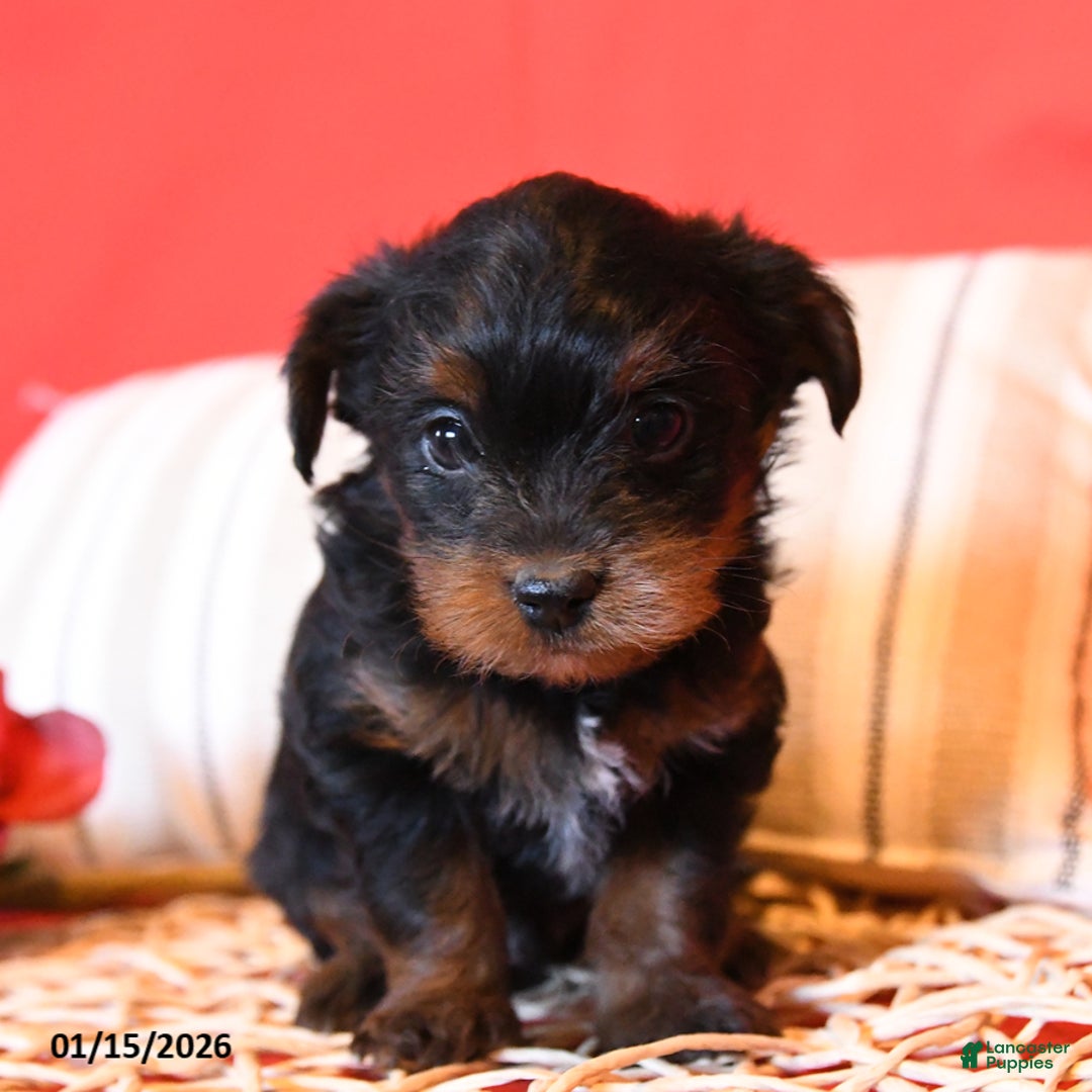 Yorkiepoo dogs for sale: Rem - Ad 4