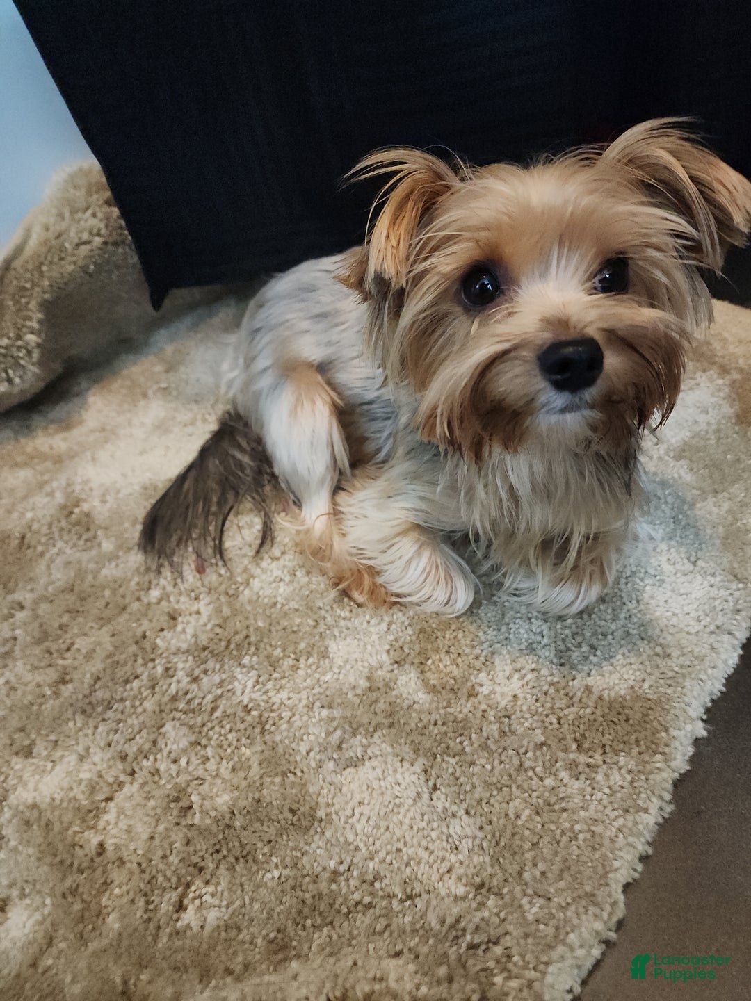 Yorkshire Terrier dogs for sale: Yorkshire Terrier Puppy 2 - Ad 4