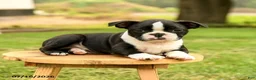 Boston Terrier dogs for sale: Bryce - Ad 3