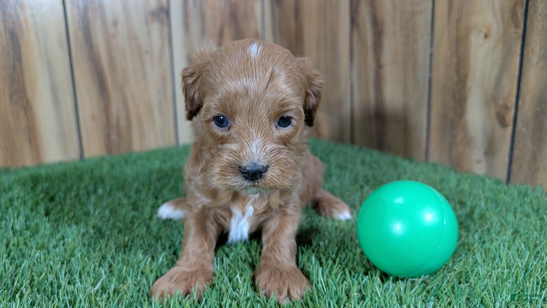 Cavapoo dogs for sale: Mabeline Boy 2 - Ad 3