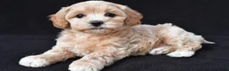 Maltipoo dogs for sale: Gwen - Ad 3
