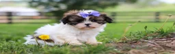 Shih Tzu dogs for sale: Sunny - Ad 7