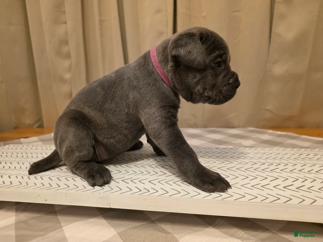 Cane Corso dogs for sale: Cane Corso Puppy 6 - Ad 2