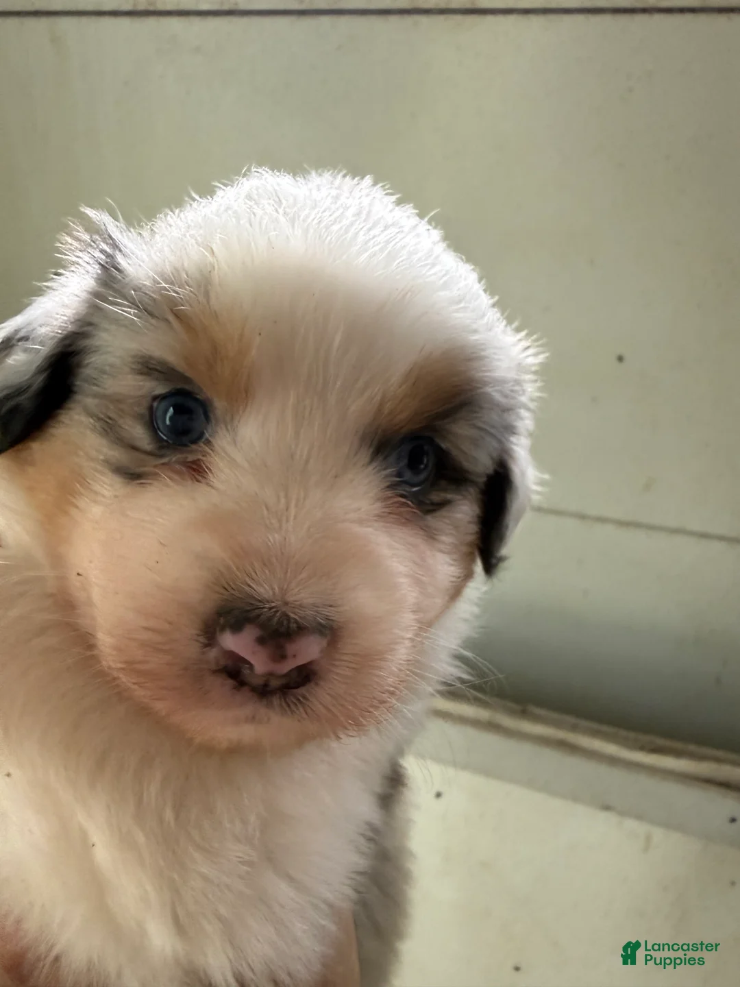 Australian Shepherd dogs for sale: Jennie - Ad 2