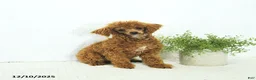 Toy Poodle dogs for sale: Penny - Ad 4