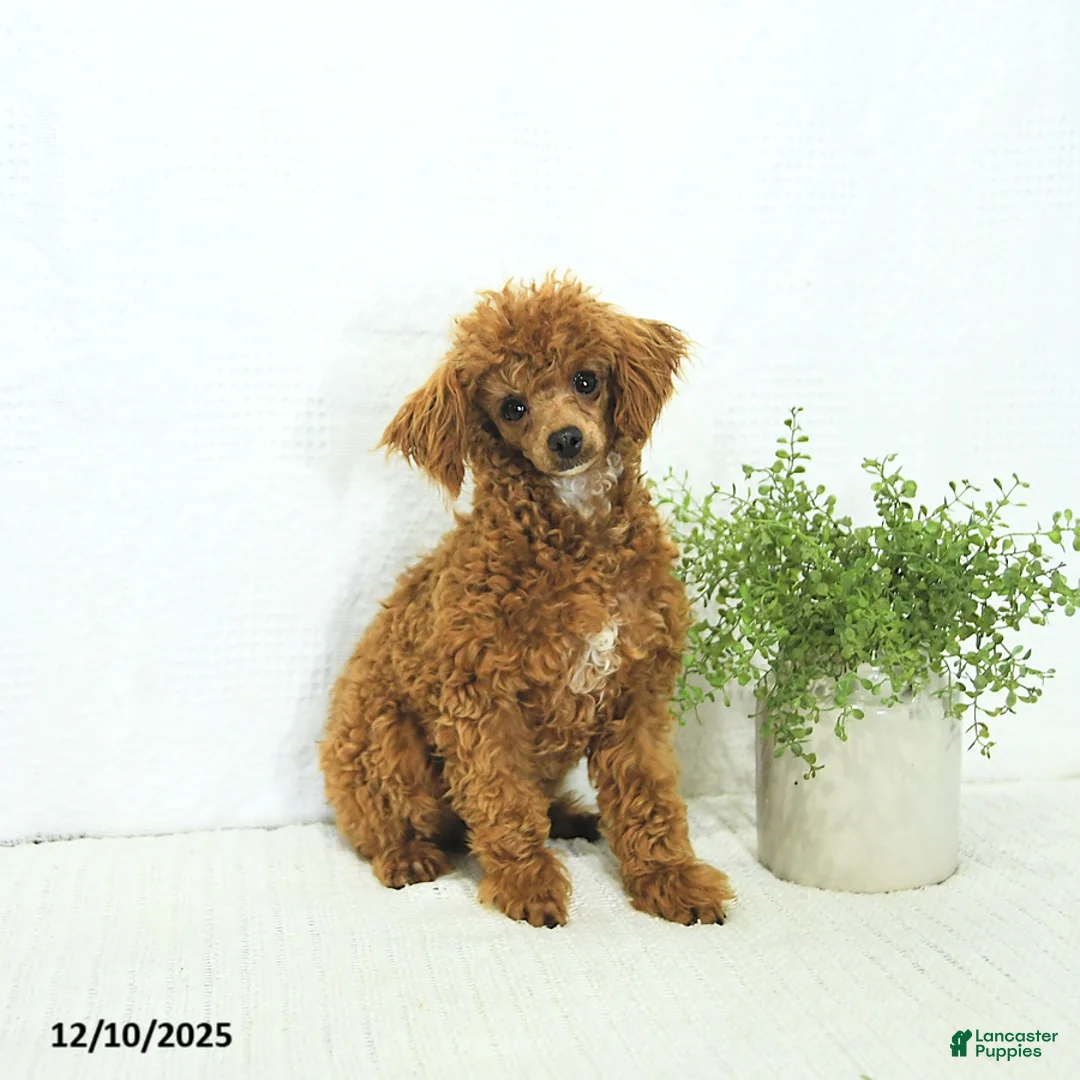 Toy Poodle dogs for sale: Penny - Ad 4