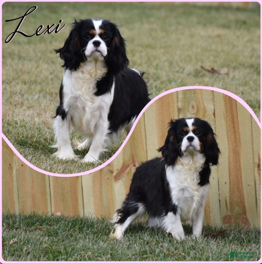 Cavalier King Charles Spaniel dogs for sale: Hux - Ad 5
