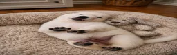 German Shepherd dogs for sale: Starlink - Ad 2