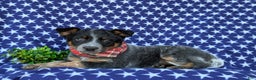 Australian Cattle Dog dogs for sale: Shelton - Ad 5