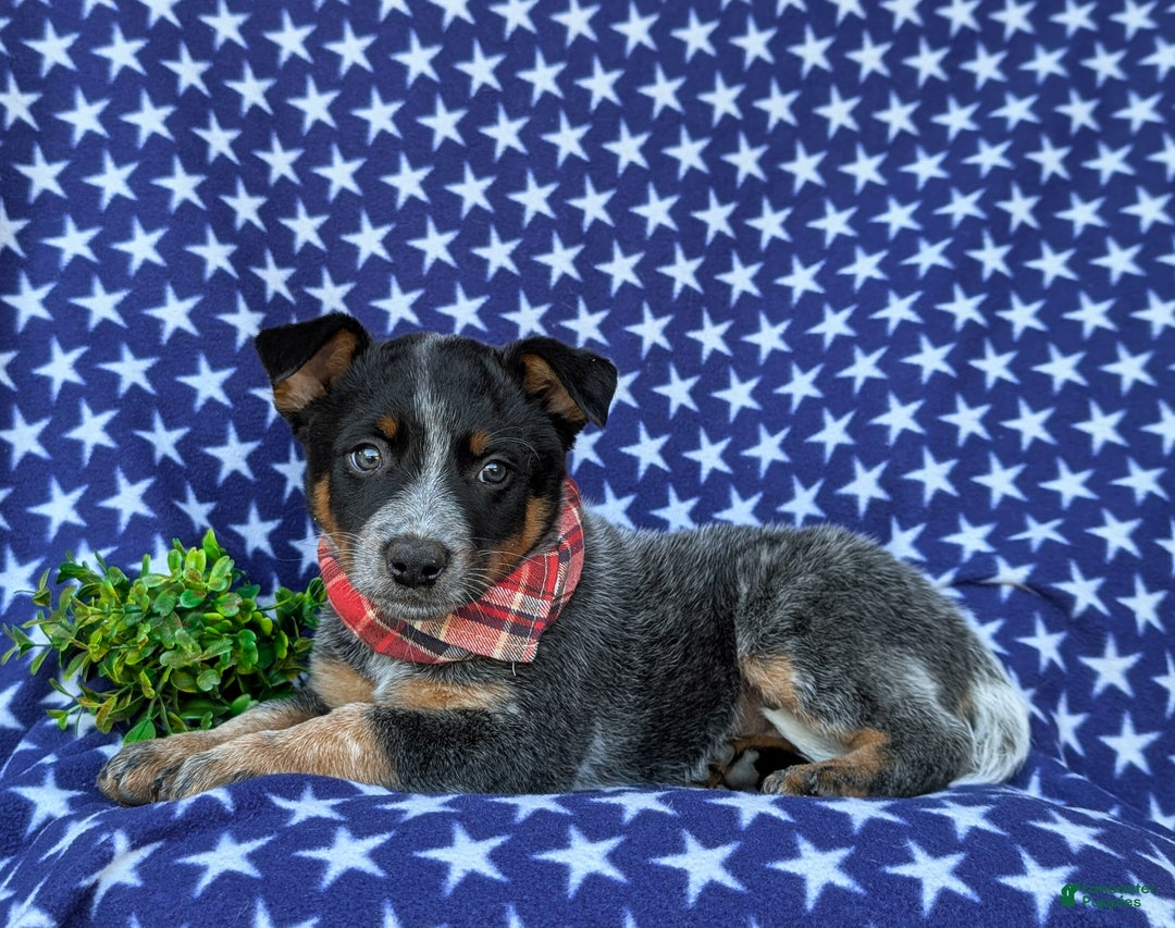 Australian Cattle Dog dogs for sale: Shelton - Ad 5