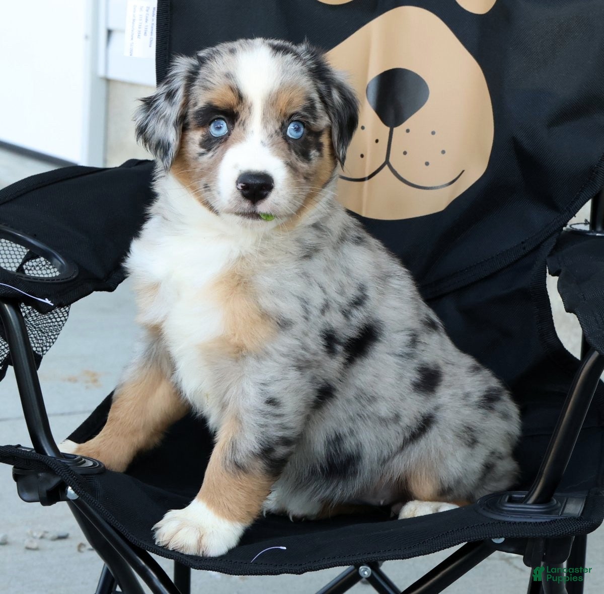 Miniature Australian Shepherd dogs for sale: Tracy - Ad 7