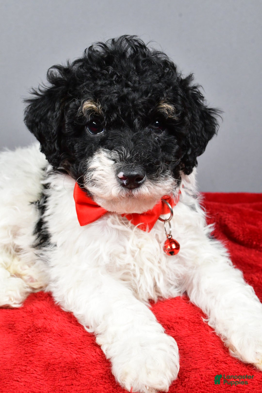 Miniature Poodle dogs for sale: Alexander - Ad 3