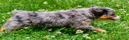 Mini Aussiedoodle dogs for sale: Griffin - Ad 9