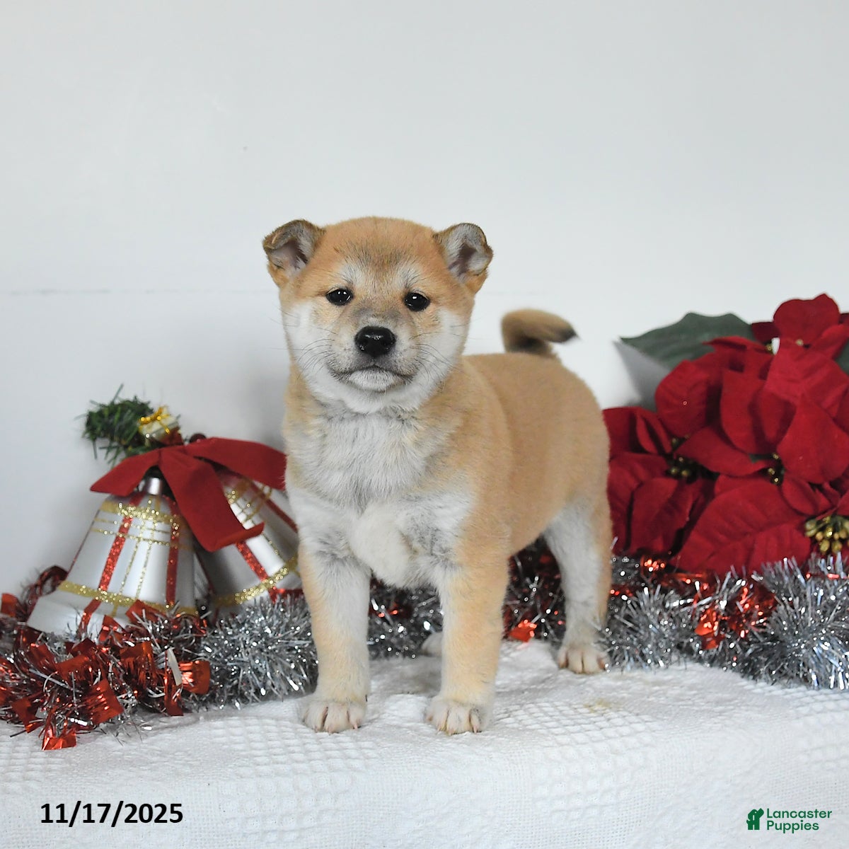 Shiba Inu dogs Goldie - Ad 1