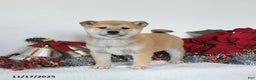 Shiba Inu dogs for sale: Goldie - Ad 1