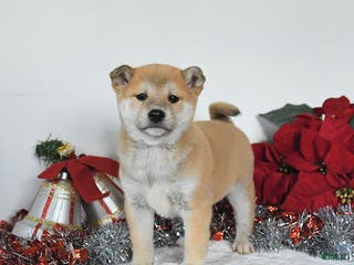Shiba Inu dogs Goldie - Ad 7