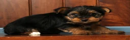 Yorkshire Terrier dogs for sale: Delaney - Ad 9