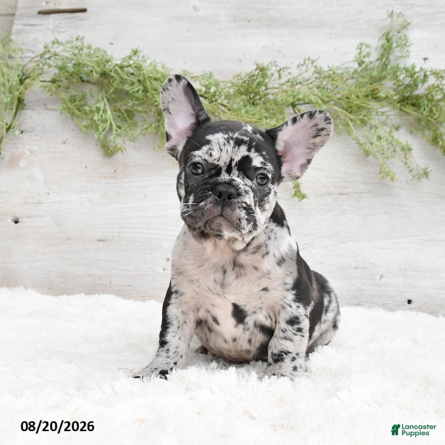 French Bulldog dogs Manny - Ad 2