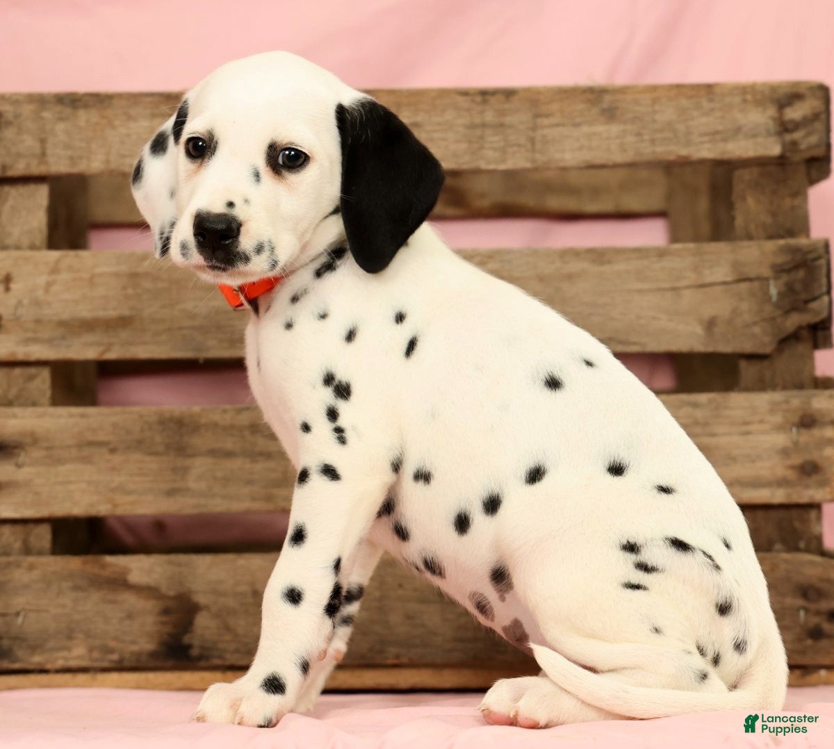 Dalmatian dogs Lexie - Ad 2